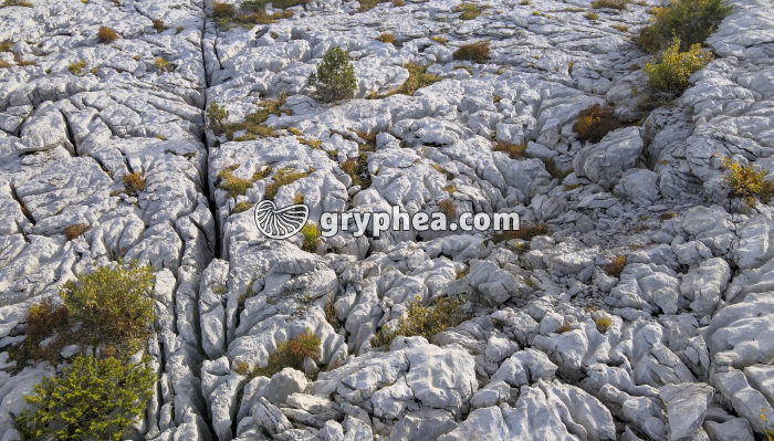 JN 20520r Lapiaz (Plateau du Parmelan) - gryphea.org